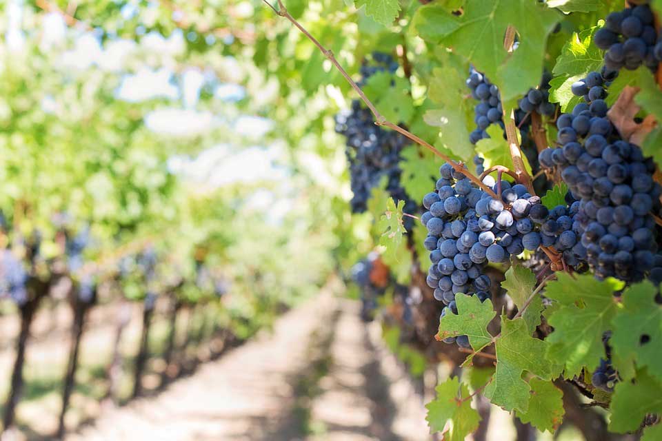 Les Vins du Languedoc